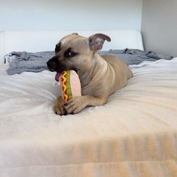 Prestigious Pets - Miniii - Pet Sitting Near Me Prestigious Pets - Miniii - Pet Sitting Near Me