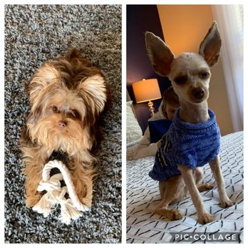 Shandra's Pet Salon - Pet Groomers Near Me - Naples, Florida