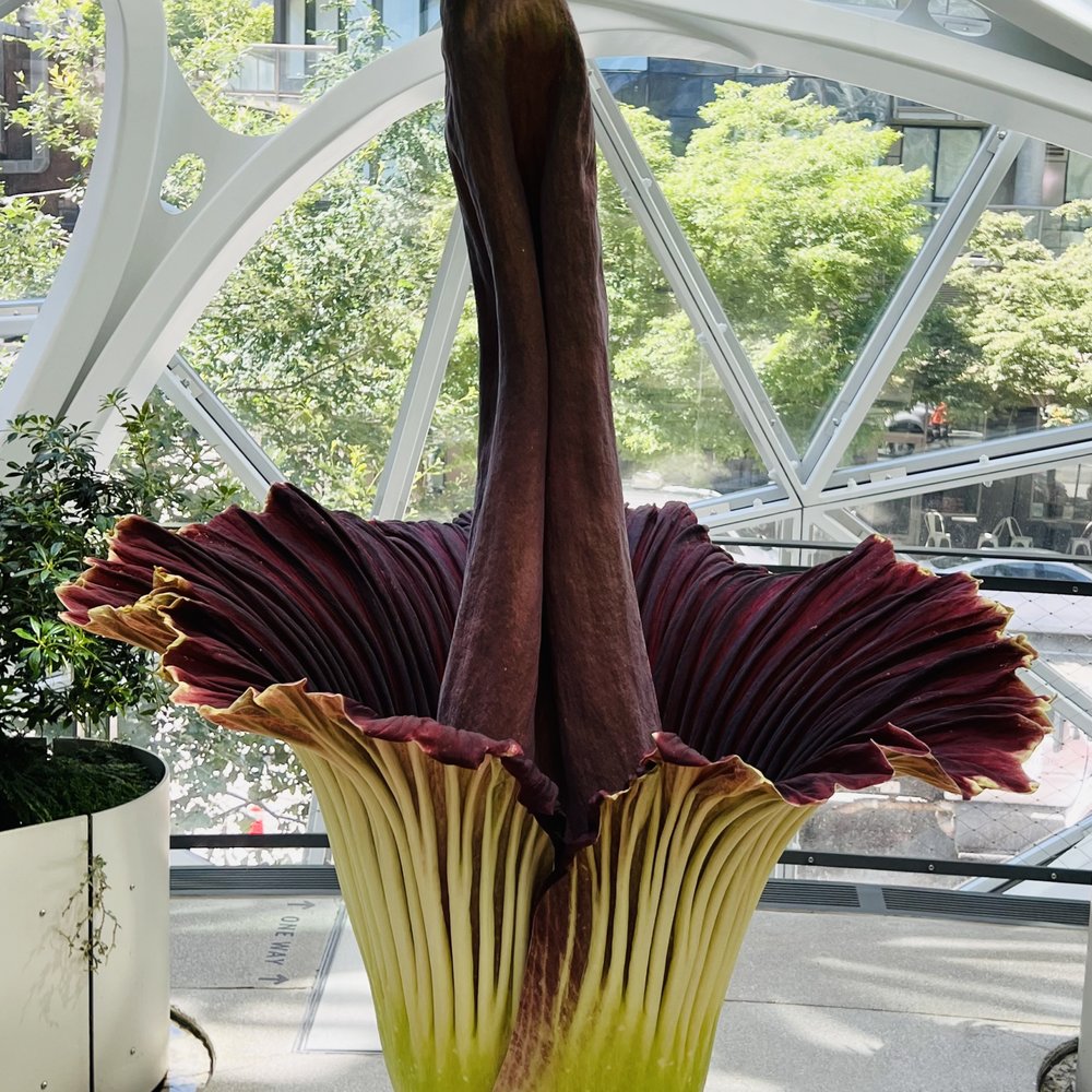 Amazon Spheres - Morticia, the corpse flower - Botanical Gardens Near Me - Seattle, Washington Amazon Spheres - Morticia, the corpse flower - Botanical Gardens Near Me - Seattle, Washington