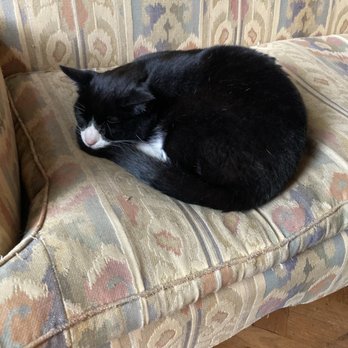 Kattenkabinet - Museum cat #1 - Museums Near Me - Amsterdam, New Hampshire