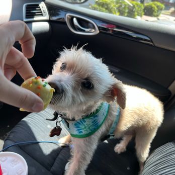 Dog Days Barkery - Pup cake ball - Pet Stores Near Me - Mobile, Alabama Dog Days Barkery - Pup cake ball - Pet Stores Near Me - Mobile, Alabama