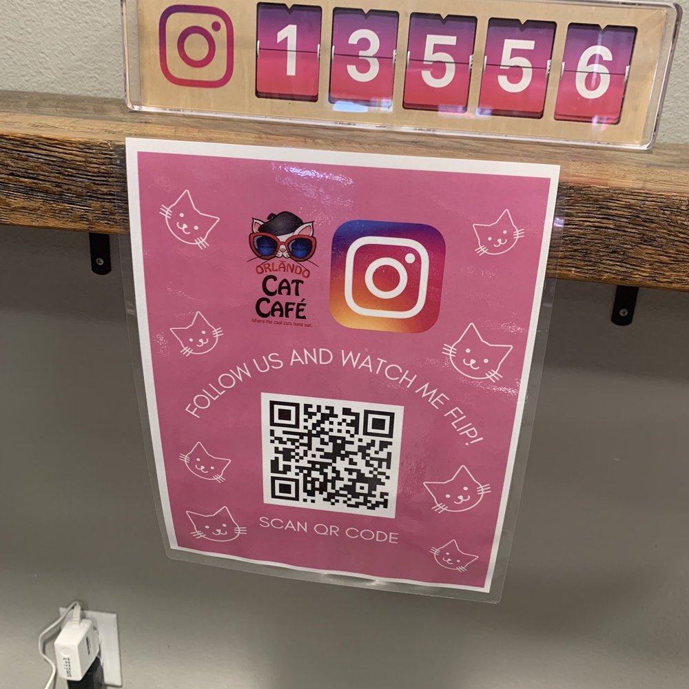 Orlando Cat Cafe - Animal Shelters Near Me - Clermont, Florida