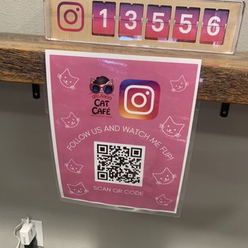 Orlando Cat Cafe - Animal Shelters Near Me - Clermont, Florida Orlando Cat Cafe - Animal Shelters Near Me - Clermont, Florida