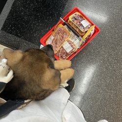 House of Meats - Buying my GSDs their raw food for the week and brought one of the pups with me to see where his food comes from