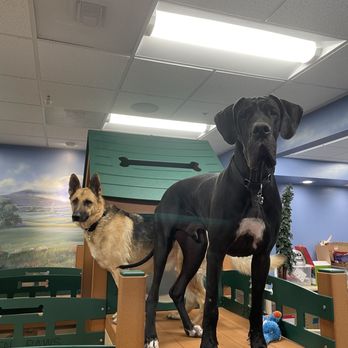 Pawtriotic Pet Hotel - Play time! - Pet Training Near Me - Murrieta, California Pawtriotic Pet Hotel - Play time! - Pet Training Near Me - Murrieta, California
