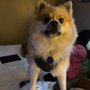 Photo of Glenda's Pet Spa