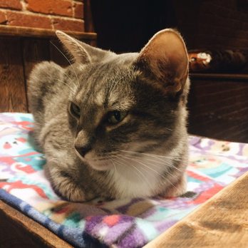 River Kitty Cat Cafe - This is Chex!! She ended up taking a shine to me. Wish I could've scooped her up and took her home with me! Haha - Themed Cafes Near Me - Evansville, Indiana
