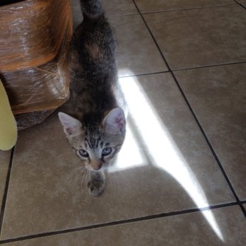 Happy Cat Adoptions - Necesito entregarlas en adopcion. - Animal Shelters Near Me