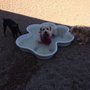 Photo of Camp Bow Wow Bixby