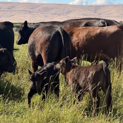 Holy Cow Grass Fed Beef - Raised on the best organic  pasture, no hormones or antibiotics .