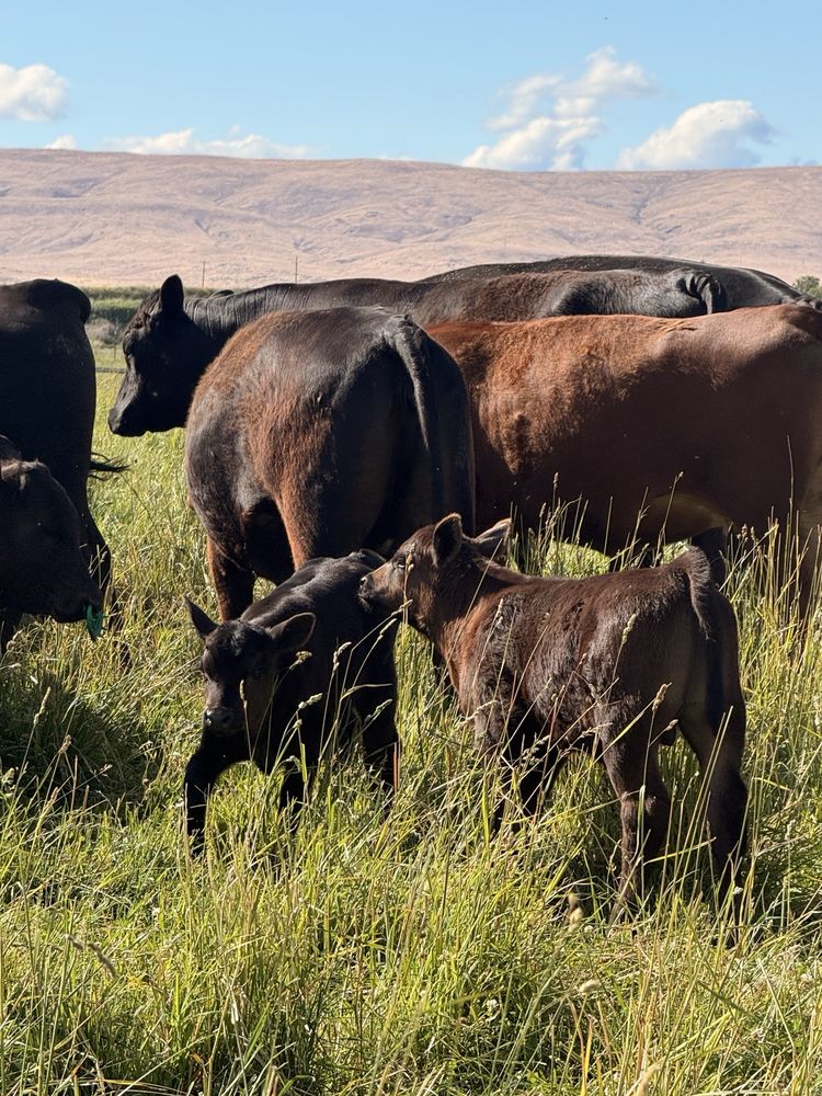 Holy Cow Grass Fed Beef Logo