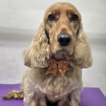 D's Pet Spa - Pet Groomers Near Me