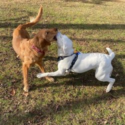Shaggy Pines Dog Park