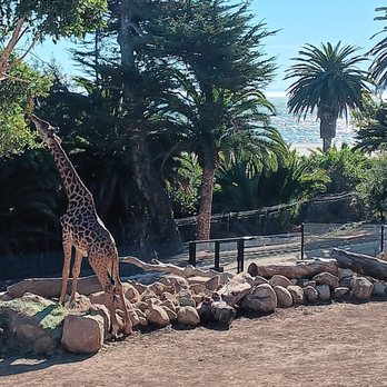 Santa Barbara Zoo - A very lucky Giraffe. What a view. - Zoos Near Me - Santa Barbara, California Santa Barbara Zoo - A very lucky Giraffe. What a view. - Zoos Near Me - Santa Barbara, California