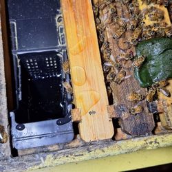 The Valley Hive - Deep frame feeder (1 gal.) sold by the Valley Hive
