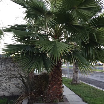 C&A Tree Care - Before - Tree Services Near Me - Buena Park, California