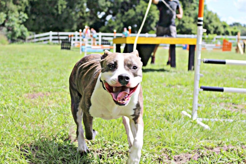 NATURAL INSTINCT DOG TRAINING Updated October 2024 29 Photos & 12