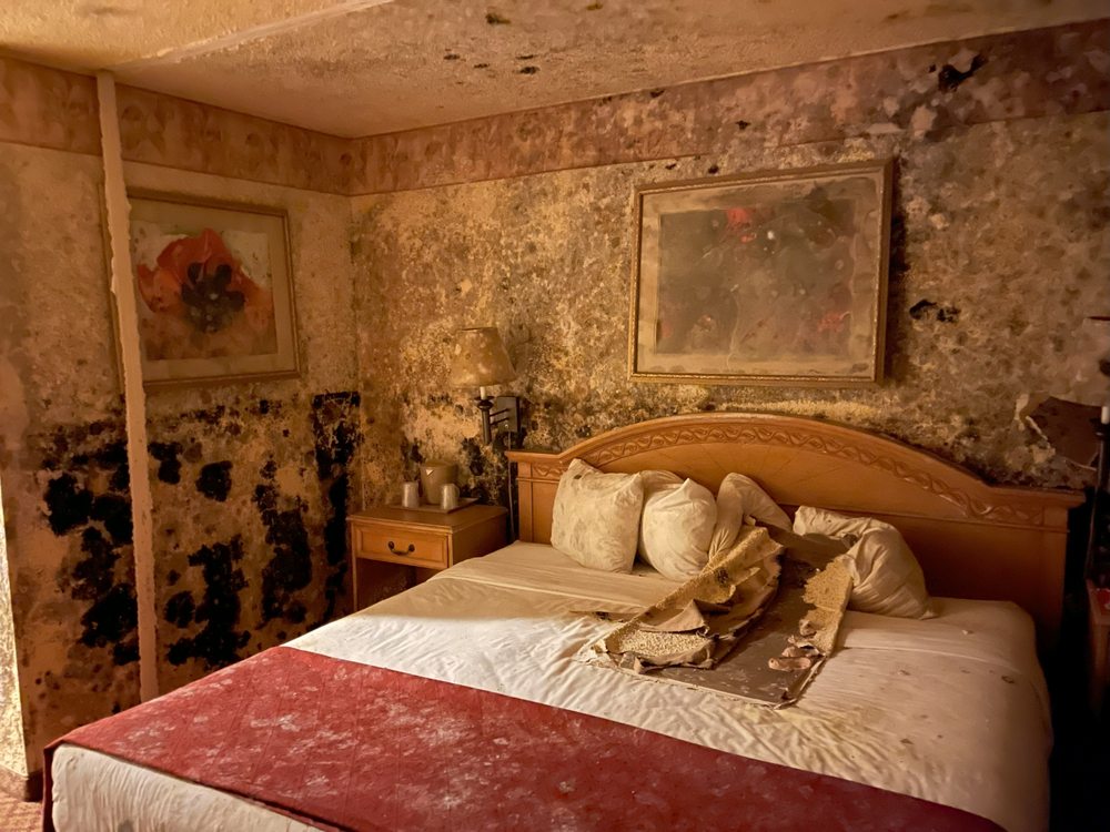 PureMatters - mold inspector in Lubbock, TX