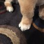 Photo of Paws and Whiskers Spa