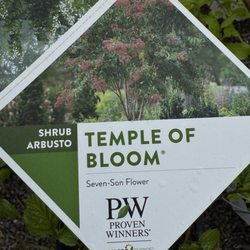 Lockwood's Greenhouses - This is the front cover of the Tempke if Bloom just invade anyone wanted to look it up.
