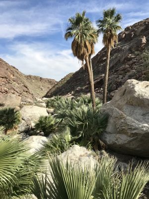 Borrego Palm Canyon Nature Trail by null
