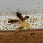 Photo of Wilson's Exterminating Service