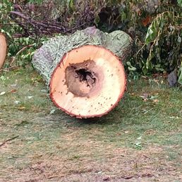Tree rot. Tree rot.