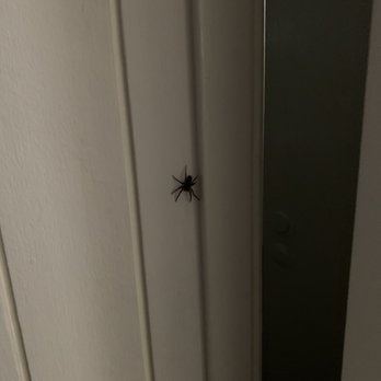 Los Gatos Lodge - Alive black widow - Hotels Near Me - Los Gatos, California