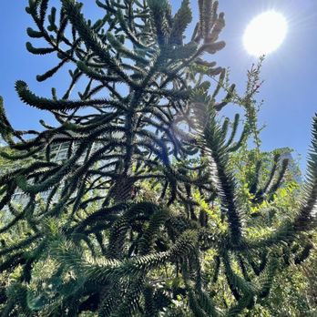 Salesforce Park - Araucaria araucana also know as the Monkey Tail tree basking the sun - Parks Near Me - San Francisco, California