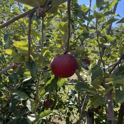 Hillcrest Orchards - Apple tree