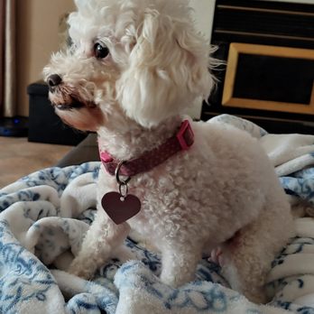 Pet Nanny Paso - Warm blankets to lay on - Pet Sitting Near Me