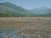 Dosewallips State Park by null