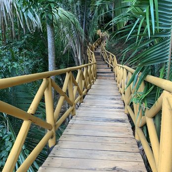 Xinalani - Walkway in the jungle - Yoga Near Me Xinalani - Walkway in the jungle - Yoga Near Me