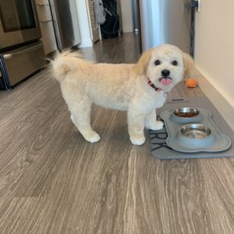 Teen-pup