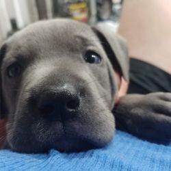 Big Tujunga Veterinary Hospital - LUNA