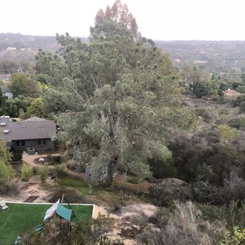JJ Tree service - Before - Tree Services Near Me