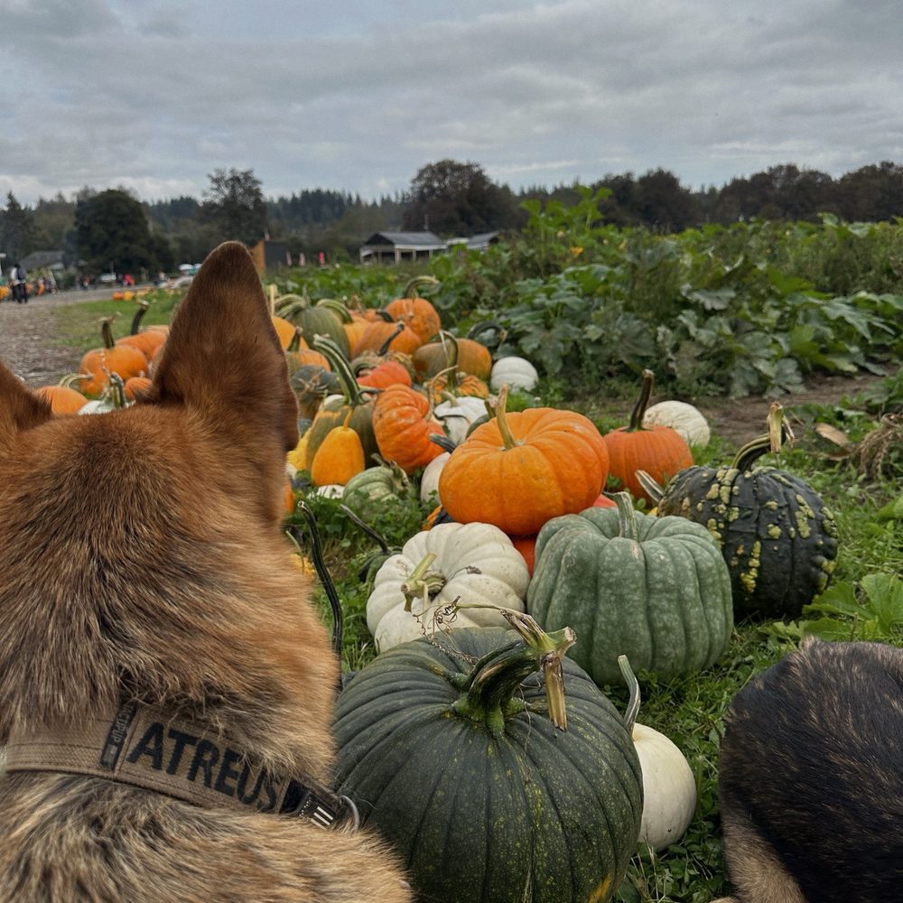 Muddy Boots Pumpkin Patch & Corn Maze - Pumpkin Patches Near Me - Duvall, Washington Muddy Boots Pumpkin Patch & Corn Maze - Pumpkin Patches Near Me - Duvall, Washington