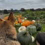 Photo of Muddy Boots Pumpkin Patch & Corn Maze