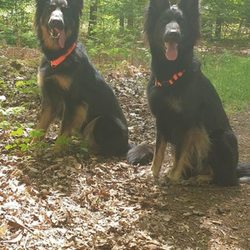 vets for pets mapperley