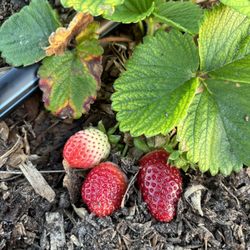 Organically Yours Farms And Gardens