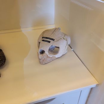 Westport Maritime Museum - Sea Turtle Skull - Museums Near Me - Westport, Washington Westport Maritime Museum - Sea Turtle Skull - Museums Near Me - Westport, Washington