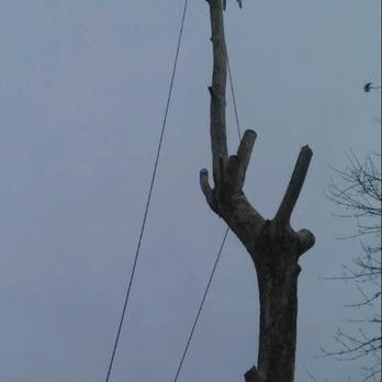 King Tree Services & Landscape - Tree Services Near Me - Indianapolis, Indiana