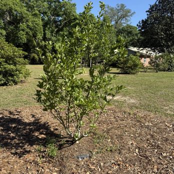 WayScapes - And the tulip tree bloomed early spring! - Landscape Architects or Designers Near Me