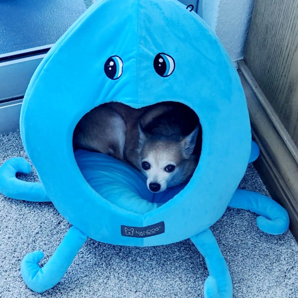 Paws 2 Care Coalition - Naps are more fun in cute dog beds. - Animal Shelters Near Me - Hollywood, Florida