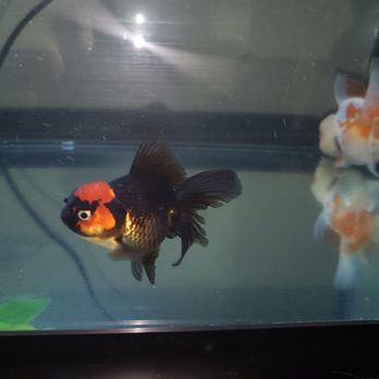 Genki Koi - This little guy it was 2 inch or maybe not when i bought it. I cant believe that this baby will be beautiful. My personal favorite :) - Local Fish Stores Near Me - San Jose, California