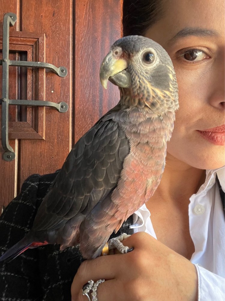 PATTY’S PETS Updated September 2024 14 Photos Zephyrhills