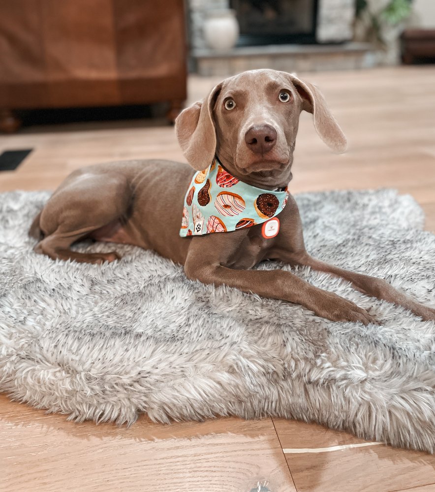 Yukon/OKC Pet Services - pet boarding facility in Oklahoma City, OK