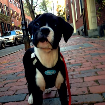 Happy Creatures - Ella - Dog Walkers Near Me - Boston, Massachusetts