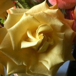 Gorgeous yellow roses! Gorgeous yellow roses!