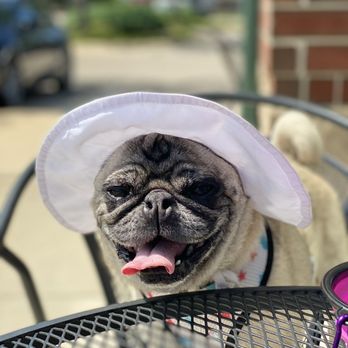 Feedwell Kitchen & Bakery - a pug wearing a hat - Cafes Near Me - Cedar Rapids, Iowa